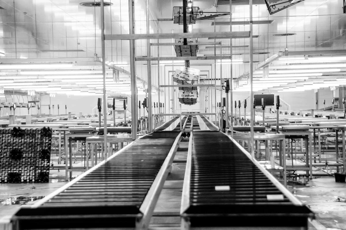 Conveyor lines running the length of a packing and processing plant